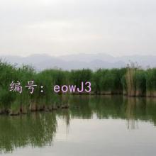 ı
